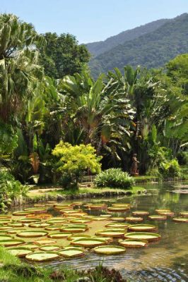 Jardim Botânico do Rio de Janeiro: Bir Tropikal Cennetin Ortaya Çıkışı!